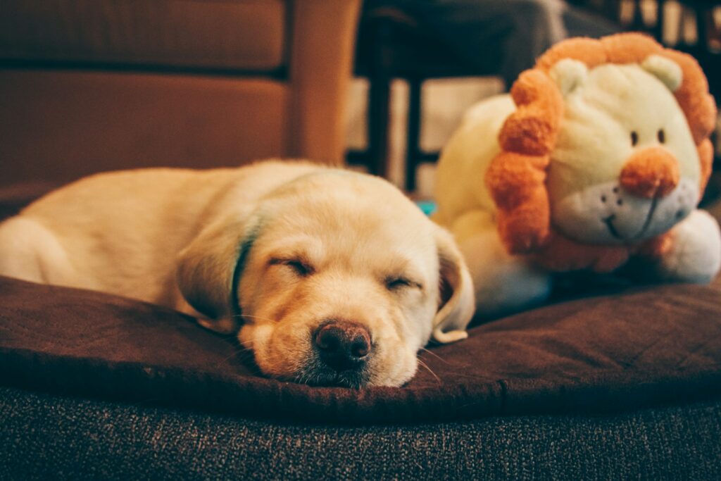 Ruhephasen sind Trainingszeit – nur eben leise Schlafender Labrador-Welpe liegt auf einem weichen Hundebett neben einem Stofflöwen.