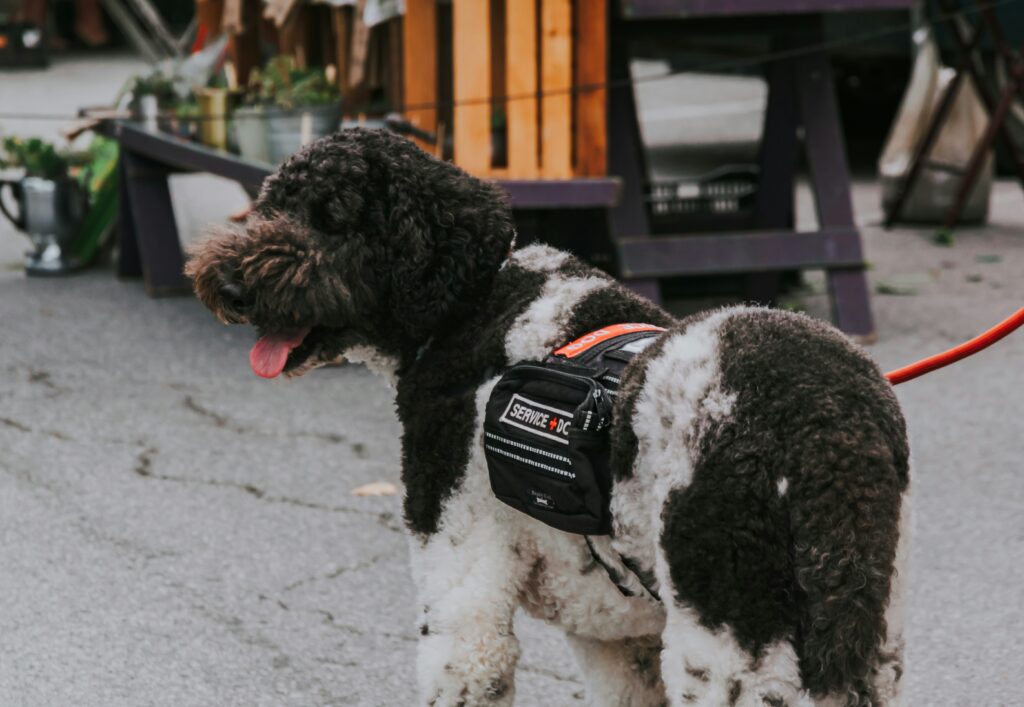 Schwarz-weißer Assistenzhund mit Kenndecke steht an der Leine auf einem Markt.