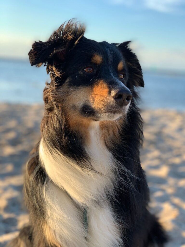 Ein Hund sitzt am Meer. Der Wind pfeift durch sein Haar