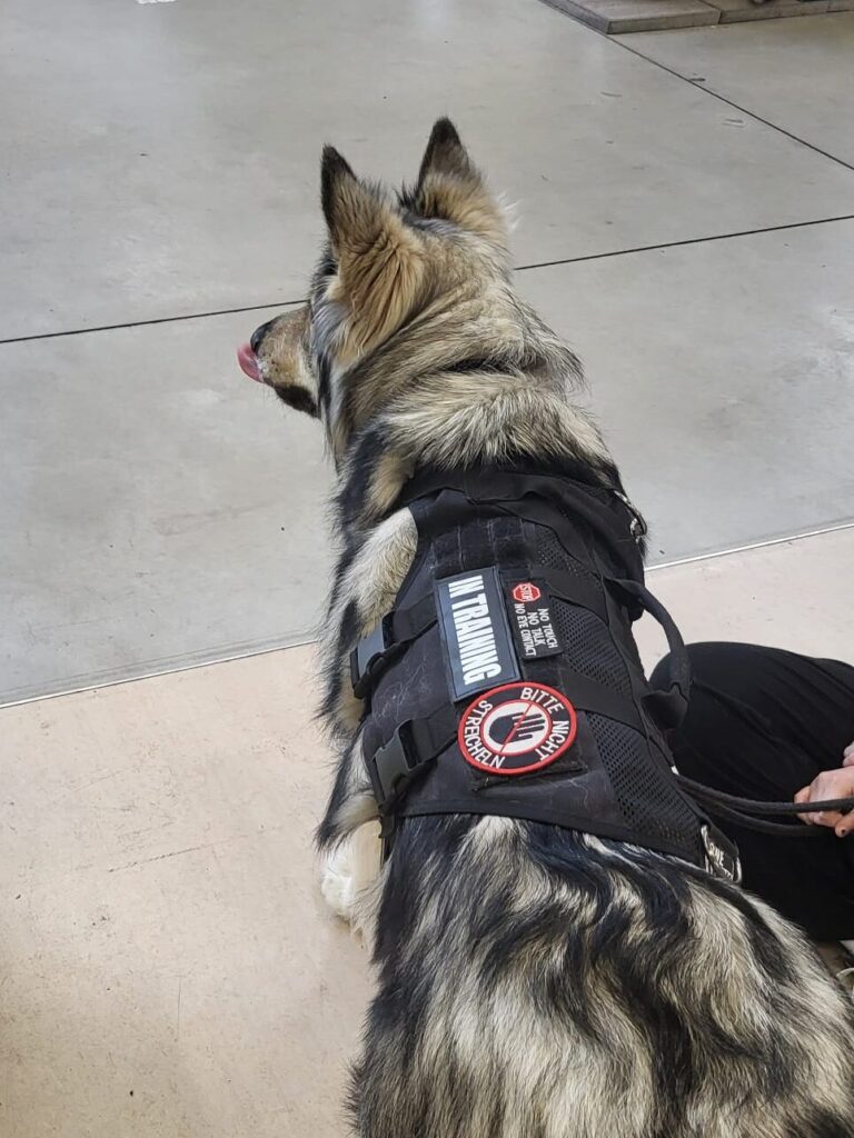 Assistenzhund liegt im Einkaufsladen